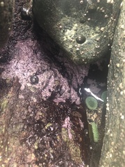 Chamberlainium tumidum