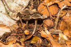 Panaeolus papilionaceus