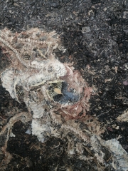 Thamnophis cyrtopsis