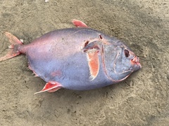 Southern Opah photo 2