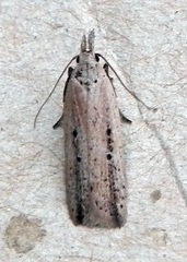 Dichomeris bipunctellus