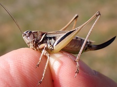 Metrioptera brachyptera