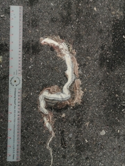 Thamnophis cyrtopsis