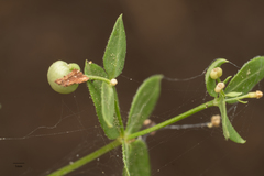 Galium sparsiflorum