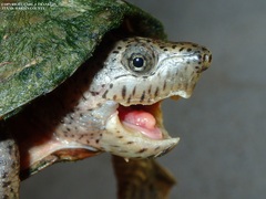 Sternotherus carinatus