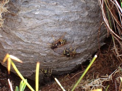 Dolichovespula norwegica
