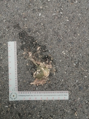 Incilius alvarius