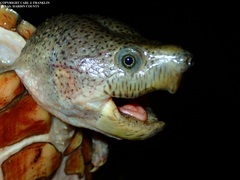 Sternotherus carinatus