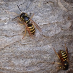 Dolichovespula norwegica