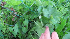 Alchemilla subcrenata