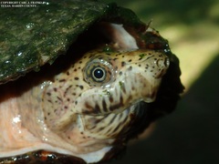 Sternotherus carinatus