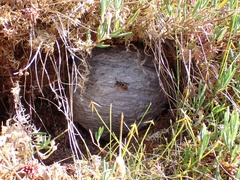 Dolichovespula norwegica