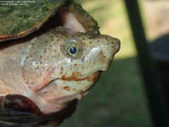 Sternotherus carinatus