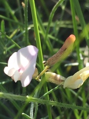 Astragalus ucrainicus