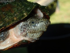 Sternotherus carinatus