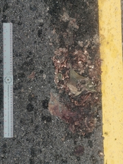 Incilius alvarius