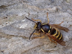 Dolichovespula norwegica