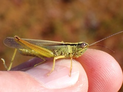 Mecostethus parapleurus