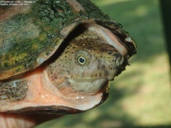 Sternotherus carinatus