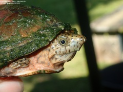 Sternotherus carinatus