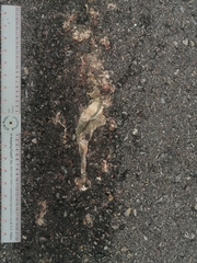 Incilius alvarius