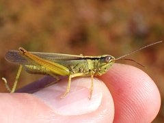Mecostethus parapleurus