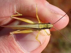 Mecostethus parapleurus