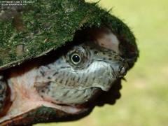 Sternotherus carinatus