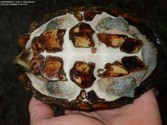 Sternotherus carinatus