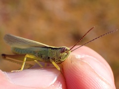 Mecostethus parapleurus