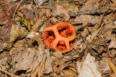 Clathrus ruber