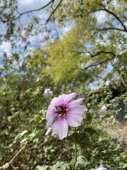 Malva subovata bicolor