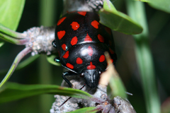 Pachycoris klugii