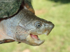 Sternotherus carinatus