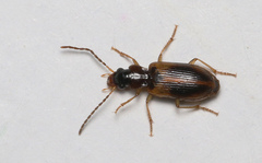 Anthracus consputus
