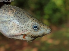 Sternotherus carinatus