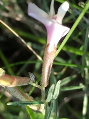 Astragalus ucrainicus