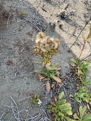 Erysimum menziesii