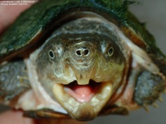 Sternotherus carinatus