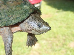 Sternotherus carinatus