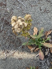 Erysimum menziesii