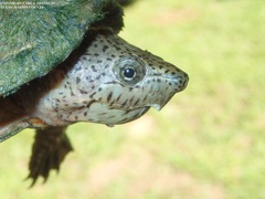 Sternotherus carinatus
