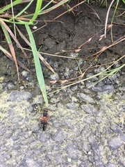 Staphylinus erythropterus