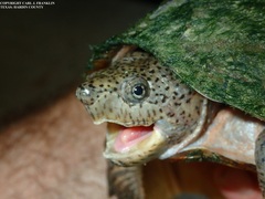 Sternotherus carinatus