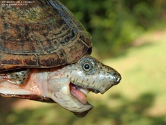 Sternotherus carinatus