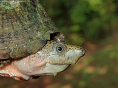 Sternotherus carinatus