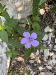 Ruellia humilis
