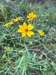 Helianthus porteri