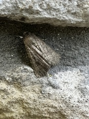 Condica