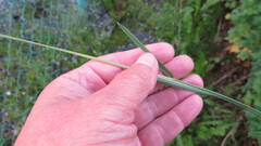 Poa trivialis